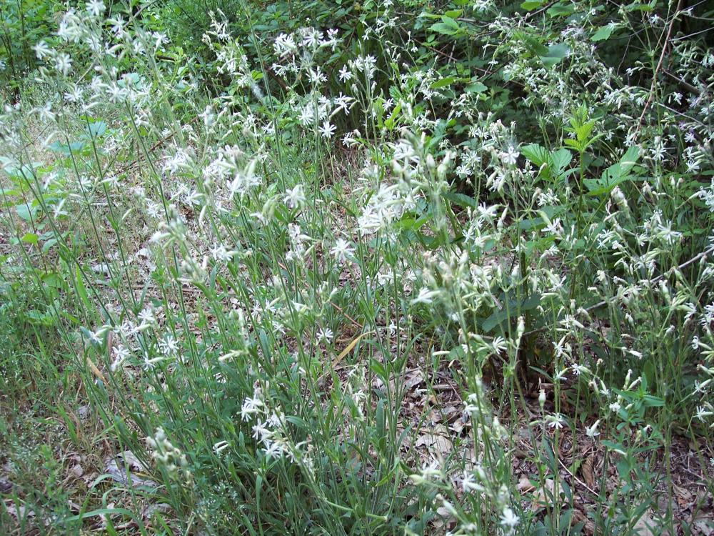 Silene nutans